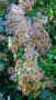 M.parvaiz  